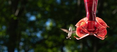 Bahçedeki kırmızı ve beyaz kuş