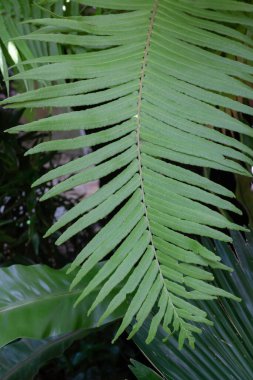 Güzel yeşil yapraklar tatil köyü bahçesinde, stok fotoğrafı