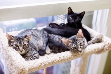 Büyük gözlü bir kedi.