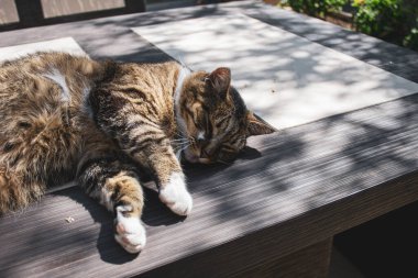 Kedi yerde oturuyor.