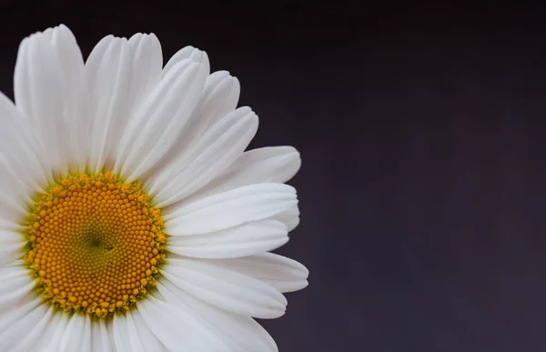 Hermosa Flor Margarita Blanca Fondo —  Fotos de Stock