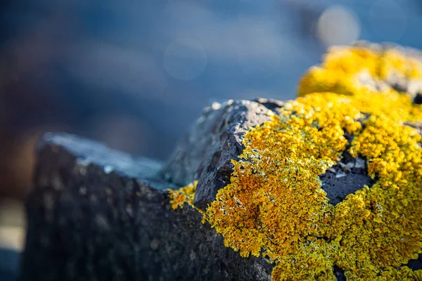 Closeup Fotografie Kameny Skály Pobřeží Pokryté Žlutým Mechem Modrým Mořem — Stock fotografie