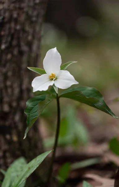 Bellissimi Fiori Selvatici Nella Foresta — Foto Stock