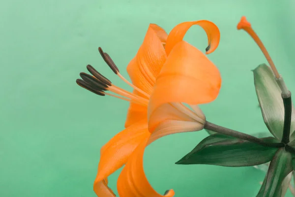 Zambak Portakal Çiçekleri Yeşil Arka Plan — Stok fotoğraf