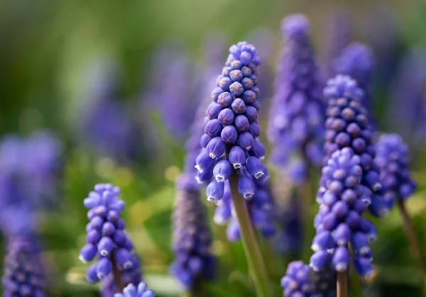 Muscari Armeniacum Mavi Bahar Köpüklü Çiçekleri — Stok fotoğraf