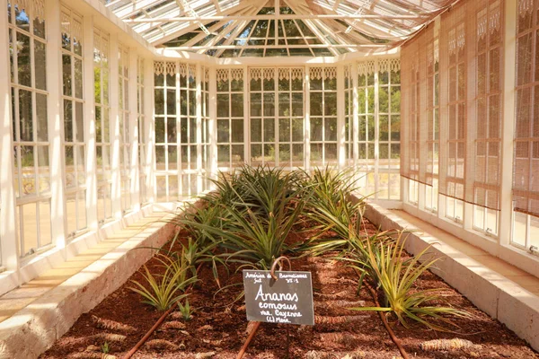 Glazen Kas Met Ananas Plantage — Stockfoto