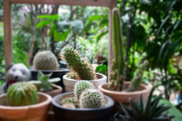 Różnorodność Kaktusów Rzędu Zdjęcia — Zdjęcie stockowe