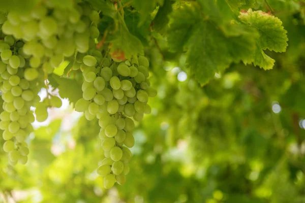 Uitzicht Wijngaard Met Rijpe Druiven Bij Zonsondergang Zomer — Stockfoto