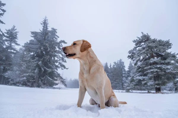 Labrador Retriever Puppy Dog Winter — Stock Photo, Image