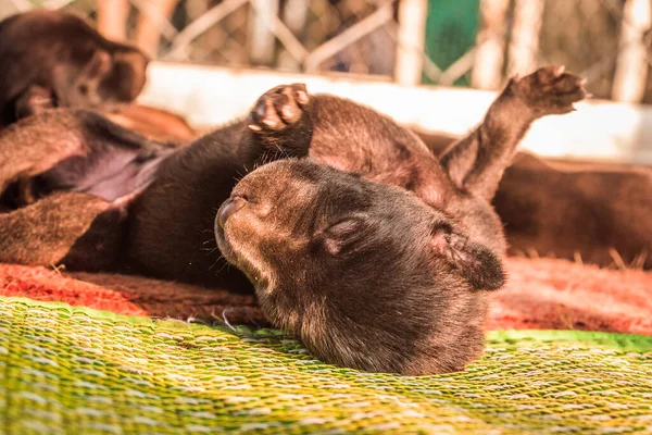 Filhote Cachorro Bonito Está Dormindo — Fotografia de Stock