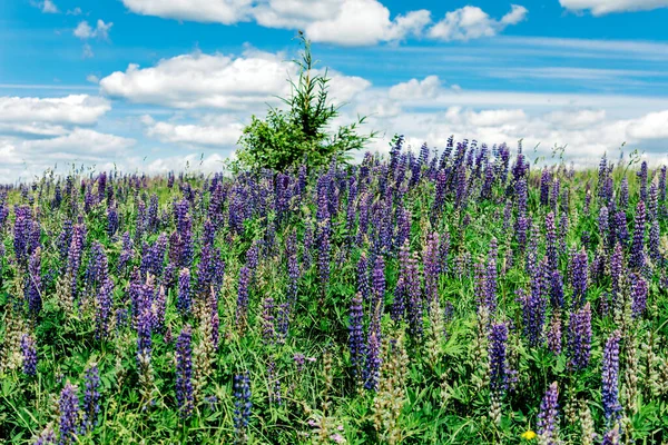 Flores Primavera Prado — Fotografia de Stock