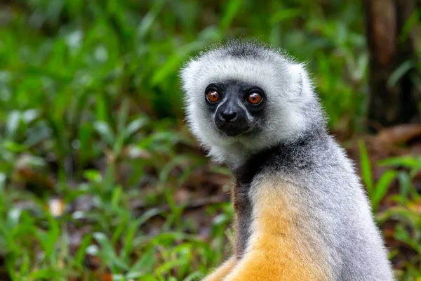 Lémurien Sifaka Est Assis Dans Herbe Regarde Qui Passe Dans — Photo