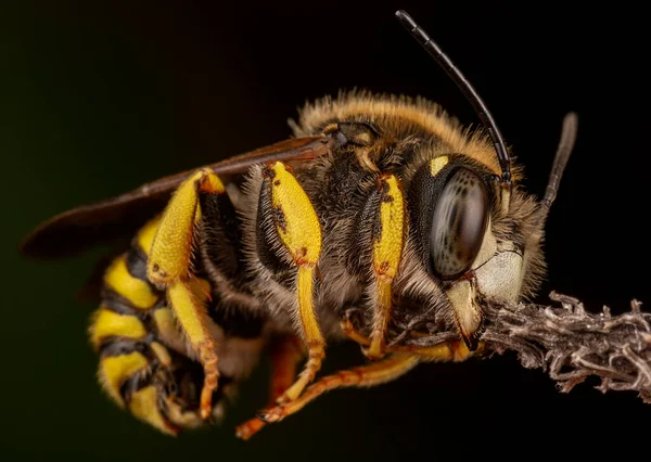 Trachusa Hím Félbeszakítja Alvó Méheket Harapdál Egy Kis Ágat — Stock Fotó