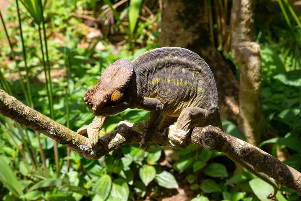 Colorido Camaleón Una Rama Parque Nacional Isla Madagascar — Foto de Stock