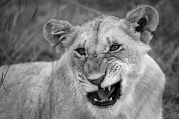 一张特写中的年轻母狮的脸 — 图库照片