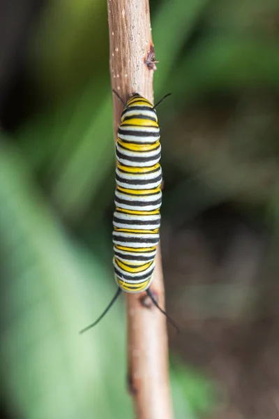 Closeup Beautiful Yellow Caterpillar Branch — Zdjęcie stockowe