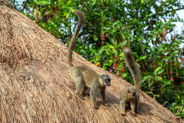 Due Lemuri Giocano Sul Tetto Paglia Una Casa — Foto Stock