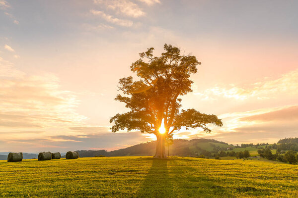 Abandoned tree when sun rays pass through the center of the trunk and orange clouds staying at sunset overlooking the countryside and hay on the edge of captured in Beskids nature