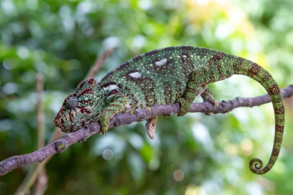 Caméléon Déplace Long Une Branche Dans Une Forêt Tropicale Madagascar — Photo