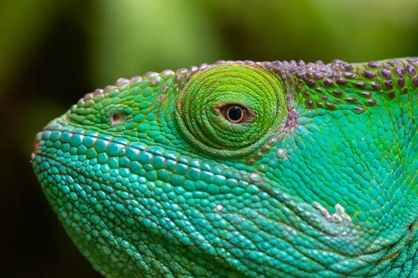 Close Macro Shot Green Chameleon — Stock Photo, Image