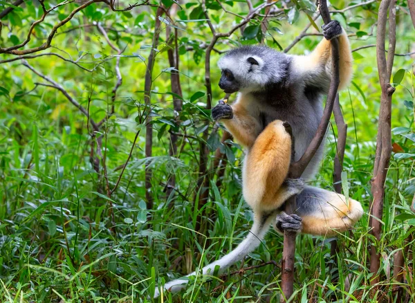 Jedna Nieznanych Sifaka Swoim Naturalnym Środowisku Lesie Deszczowym Wyspie Madagaskar — Zdjęcie stockowe