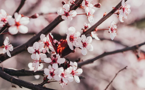 사과나무가 꽃피어나다 — 스톡 사진