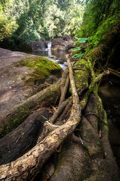Hermosa Vista Río Selva Tropical Con Limo Verde Sobre Tronco —  Fotos de Stock