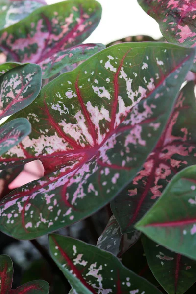 Vacker Botanisk Skott Naturliga Tapeter — Stockfoto