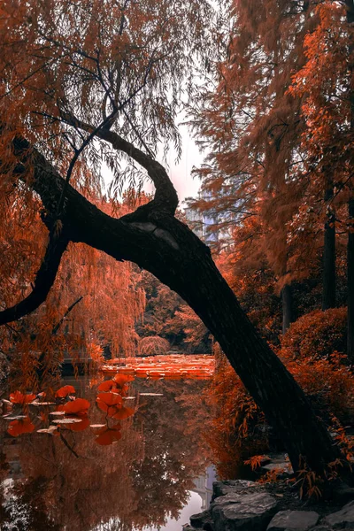 Bäume Park Und See Vor Naturkulisse — Stockfoto