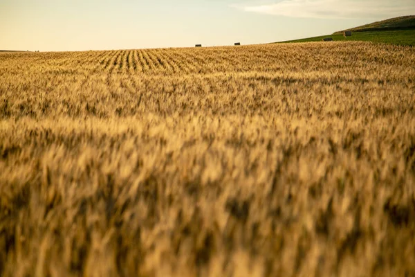 Campo Trigo Campo — Fotografia de Stock