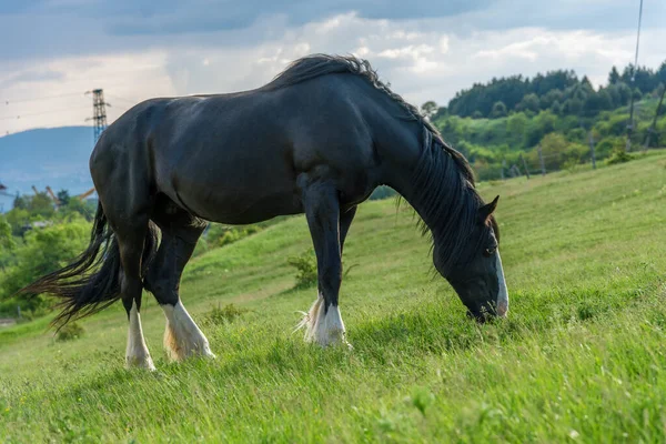 Friesian Horse Pasture Beautiful Mare Friesian Horse Long Mane — Stock Photo, Image