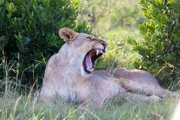 草や柳に寝そべっている雌ライオン — ストック写真