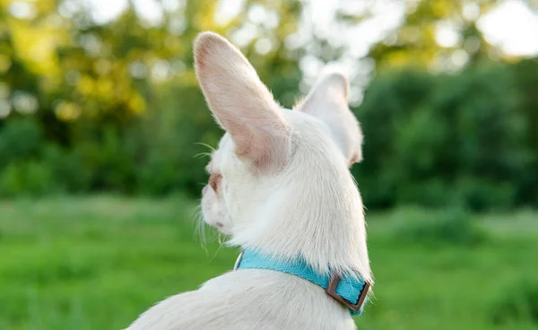 Vit Valp Chihuahua Hund Promenader Grön Äng — Stockfoto