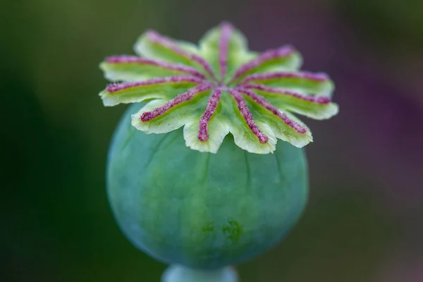 Poppy Seed Head Close Garden Yorkshire — стокове фото