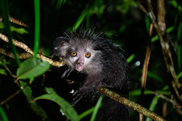 Sällsynta Aye Aye Lemur Som Bara Nattlig — Stockfoto