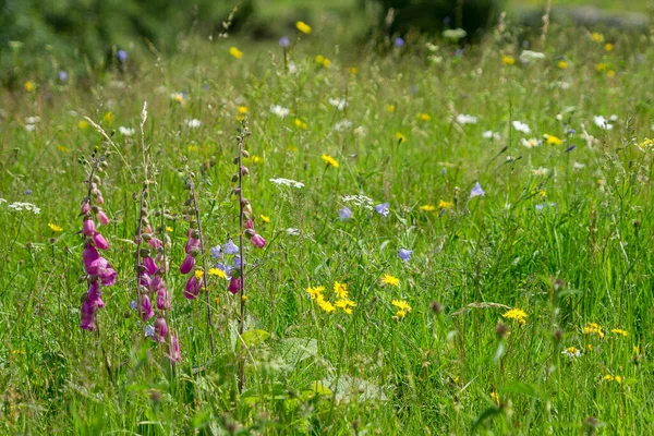 Wilde Blumen Blühen Auf Dem Wiesenland Boden Des Langdale Valley — Stockfoto