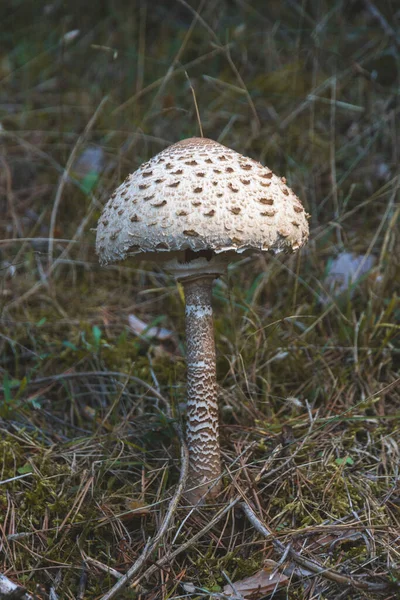 Eenzame Paddenstoel Het Dennenbos — Stockfoto