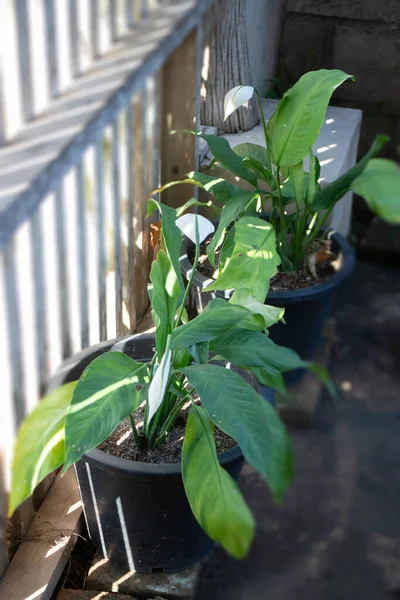 Peace Lily Plant Outdoors Garden Stock Fotografie — Stock fotografie