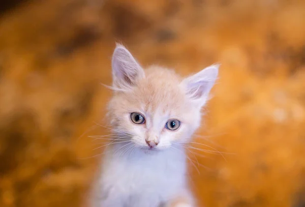 귀여운 고양이 — 스톡 사진