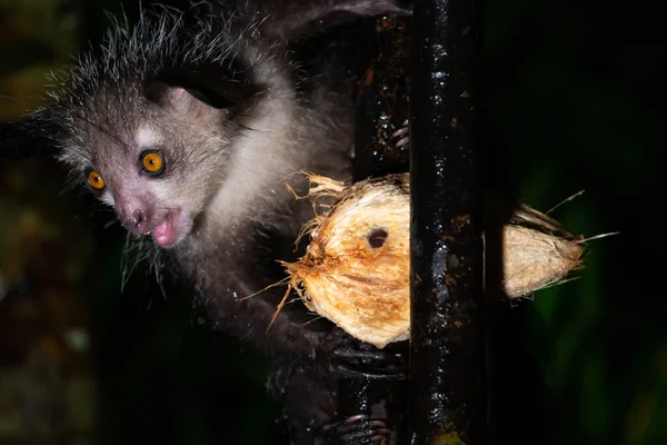 야행성이며 야행성인 여우원숭이 코코넛과 — 스톡 사진