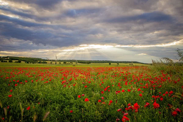 夏天美丽的红罂粟地 — 图库照片