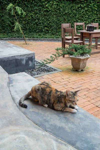 Evcil Kedi Eski Bir Bahçede Soğumuş Stok Fotoğrafı — Stok fotoğraf