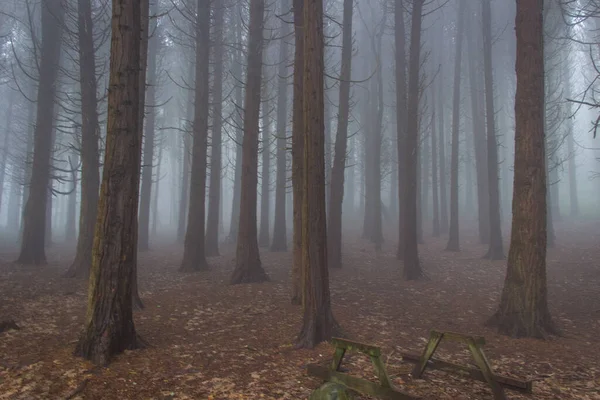 Belle Forêt Automne Avec Arbres Brouillard — Photo