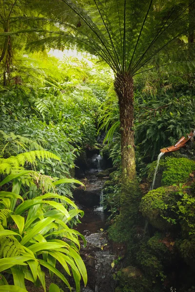 Prachtig Tropisch Bos Jungle — Stockfoto