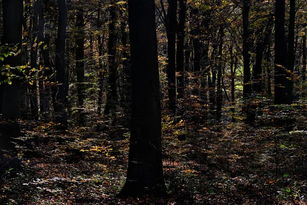 Belle Forêt Automne Automne Avec Les Feuilles Tombées — Photo