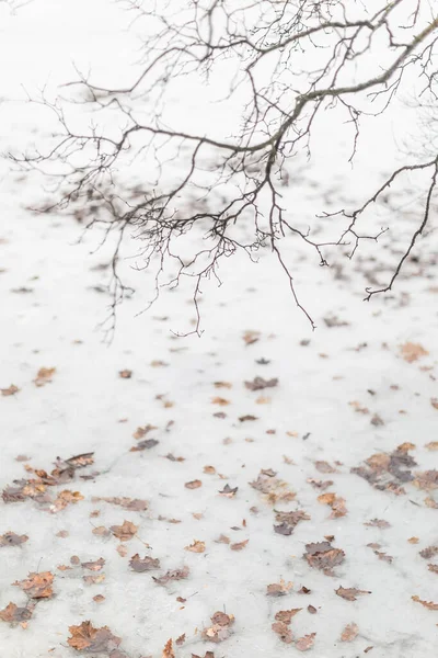 Winterlandschap Met Besneeuwde Bomen — Stockfoto