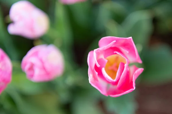 Beautiful Pink Roses Garden — Stock Photo, Image