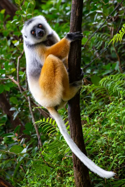 Een Gedimd Sifaka Zijn Natuurlijke Omgeving Het Regenwoud Het Eiland — Stockfoto