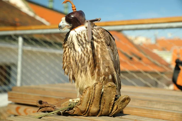 Sitting Falco Peregrinus Glove Together His Owner Just Flight Looks — Stock Photo, Image