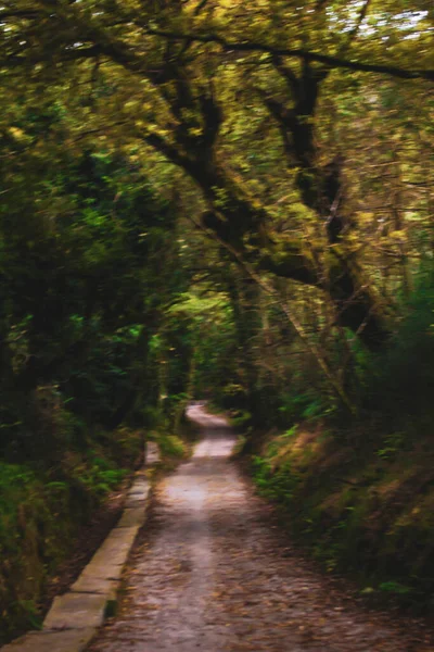 Camino Bosque —  Fotos de Stock